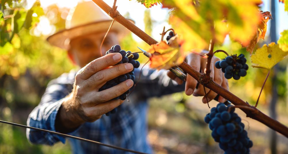 Lavorare nel vino